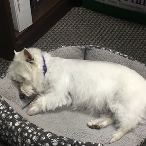 Meet your Posher, Tara